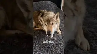 Wolf core #wolf #funny