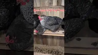 Hen in the wrong coop! 😅 #chicken #backyardchickens #chickencoops #shorts