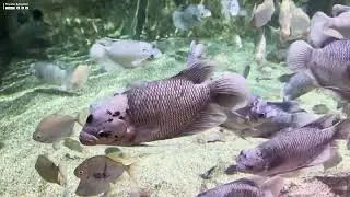 Lotte World Aquarium Hanoi - Peaceful Relaxation