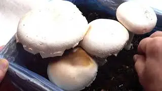 Troubleshooting Common Mushroom Growing Problems: Fix Mold, Pests & Poor Fruiting 🍄