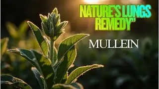 Why Herbalists Love Mullein Leaf | Plant Life Remedies