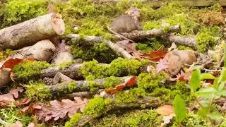 The family of mice in the log pile