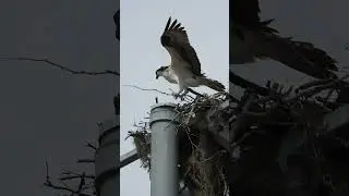 Osprey Nest Building | Avian Architect at Work