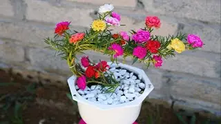 How to plant a bonsai pot into a table