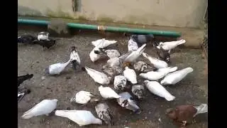 My Pigeons Part 7