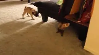 Ozzy the pug playing with Ferret  Pushkin