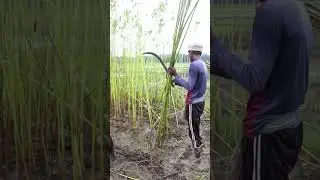 Method of harvesting jute #agriculture #farming