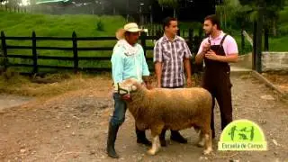 Escuela de campo: Razas y cruzamiento de ovinos - 30 de agosto