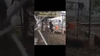 He Caught His Goat Walking On 2 Legs 😰 #creepy