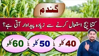 Optimum seedrate for wheat crop | wheat farming || Apna Kisan Pakistan
