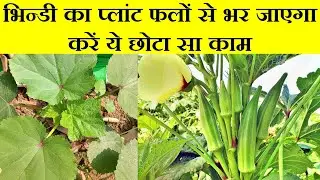 भिन्डी मे 3G कटिंग | कितना फायदा कितना नुकसान ? 3g Cuttings in Okra. Complete Update