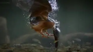 Amazing  kingfisher Birds whatsapp status