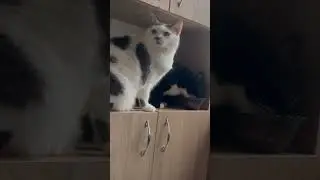 Cat 😺 Sweet and Cute Cat video 2024 ) New Funny cat video 2024 ) For relaxing and your lucky day ))
