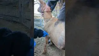 Goat Subcutaneous Injection