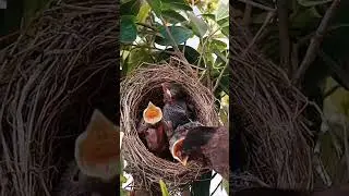 Bulbul bird corner (part 3) #shorts #shortsvideo #shortsfeed #ytshorts #short