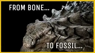 Fossilization Process Simply Explained