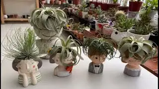 HANGING AIRPLANTS COLLECTIONS, AIRPLANTS HOLDERS AND IDEAS #airplants #plantita