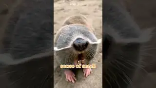 Spalax || Blind mole rats #shorts #shortvideo #mole