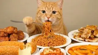 Cat eating ramen ASMR