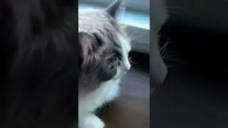Cat Mishty the Most Beautiful Blue Eyed Cat in the world #cat #catlover #catvideo