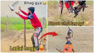 Tyson ( pitbull ) rescue kiya 😮 ( Naya kabutar bhag gaya 🕊️😞