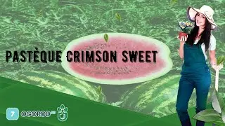 Past&egrave;que Crimson Sweet
