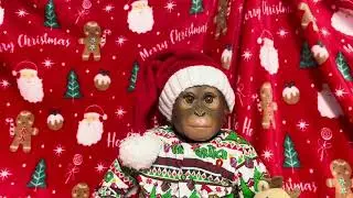 Озорной понедельник с Руди #grinchmas @ourcherishedcherubs @TinasReborns