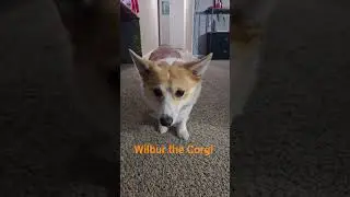 #wilbur #corgi #potato #balltime Wilbur wednesday's!