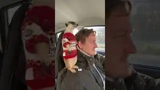 Suricata Modelo en el Coche con su Due&ntilde;o #shorts