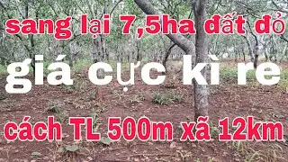 Cần bán 7,5ha đất điều cách TL 500m xã ia 12km xe Bán tải tới rẫy ac quan tâm lh 0785311413