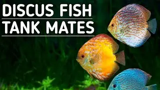 Discus fish tank mates | Discus tank mates | Discus fish .