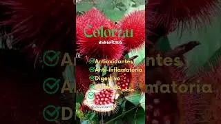 A import&acirc;ncia do colorau para sa&uacute;de #vidanaro&ccedil;a #colorau #urucum
