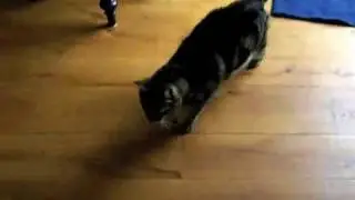Cat Playing 
