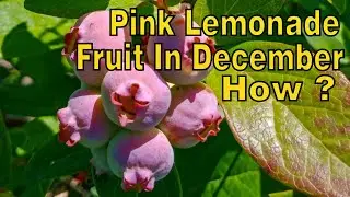 &ldquo;How to Get Fruit in December #blueberries #organicblueberries #blueberriesarelife #garden #gardenin