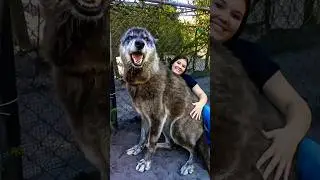 Chernobyl's Mutant Wolves 🐺☢️