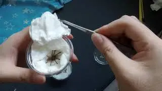 Tarantula unboxing