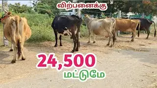 24,500 மட்டுமே  இந்த வாரமும் 5 மாடுகள் விற்பனைக்கு..