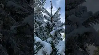 Murree Snowfall Today 11-2-2025 ❄️🌹 #hillstation #travel #murreehillstation #weather
