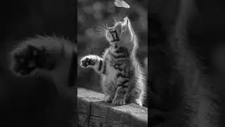Cute Cat Playing with butterfly 🐱 #Shorts
