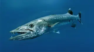Большая барракуда (Sphyraena barracuda)