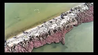 4k full HD - la faune et la flore de l'&eacute;tang de BAGES (Aude)