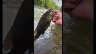 River fishing #riverrats #riverfishung #smallies #smallmouth #fyp #viral #likesforlikes #summervibe