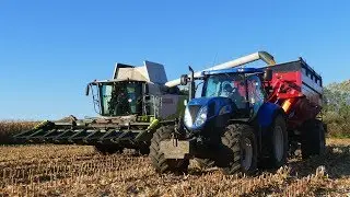 ㋡Koszenie kukurydzy na ziarno㋡Ponad 380 ha㋡GR Wr&oacute;blewski㋡Class Lexion 750㋡New Holland t6050㋡