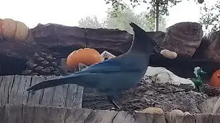 Woodpile Sunday Brunch🎄13 Species! LIVE STREAM REPLAY Descanso, CA California Mountain Bird Feeder