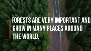 Forest and Deforestation | Learn English and Science