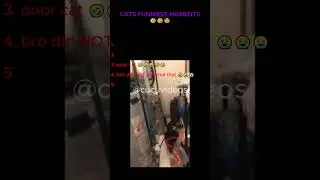 Cats funny videos 🤣🤣