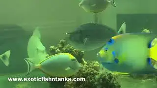 SCHOOL OF FISH!!!!