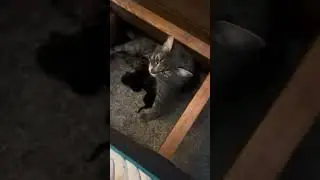 MY CAT GAVE BIRTH