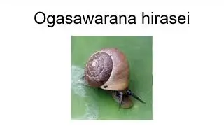 Ogasawarana Hirasei