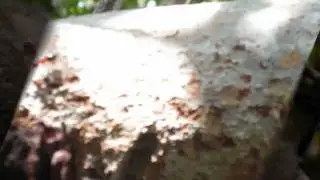 Florida Carpenter ants: short clip